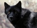 The-ontario-black-wolf-600x458.jpg